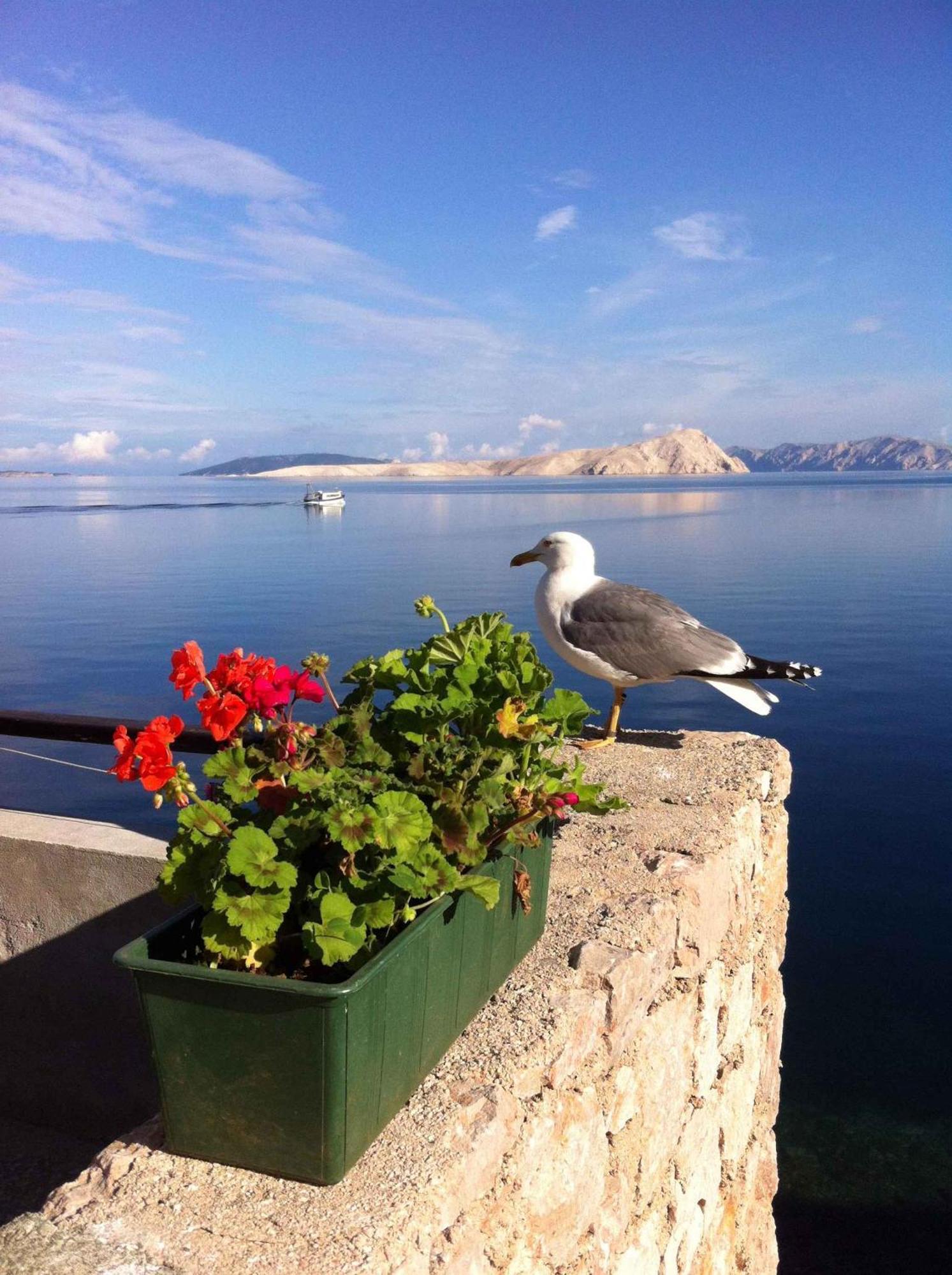 Apartment Starigrad/Senj 1 Starigrad  Zewnętrze zdjęcie